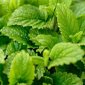 Ekstrak Motherwort - bahan semula jadi untuk mengurangkan tekanan