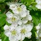 Ekstrak Hawthorn - antioksidan kuat untuk saluran darah